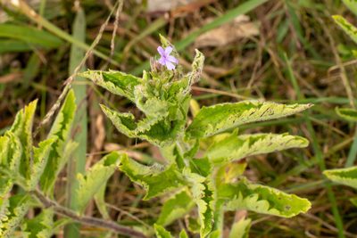 Verbena stricta, photographed by Patrick Hanly