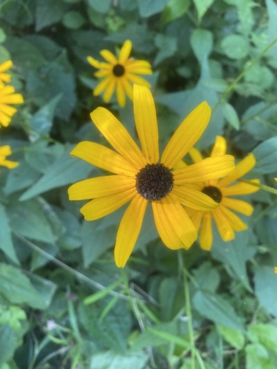 Rudbeckia fulgida, photographed by Julie Hengenius