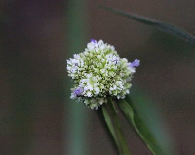 Hedyotis uncinella, photographed by Agnes Trekker