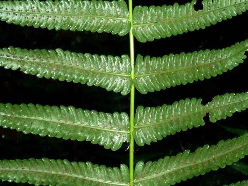 Menisorus unitus, photographed by M Kriek