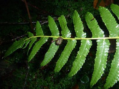 Menisorus unitus, photographed by M Kriek