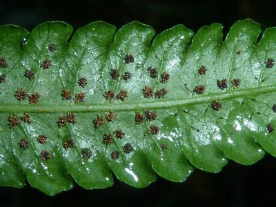 Menisorus unitus, photographed by M Kriek