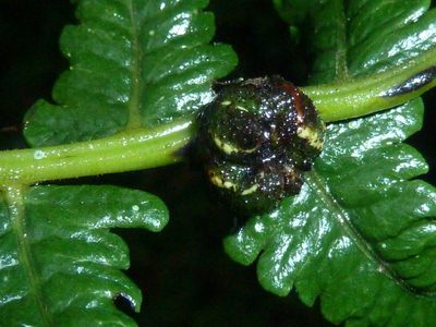 Menisorus unitus, photographed by M Kriek