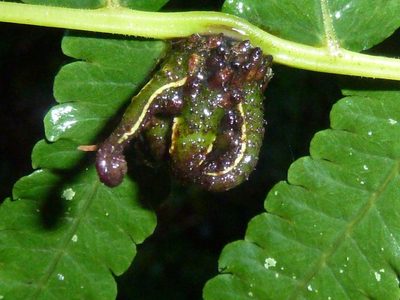 Menisorus unitus, photographed by M Kriek
