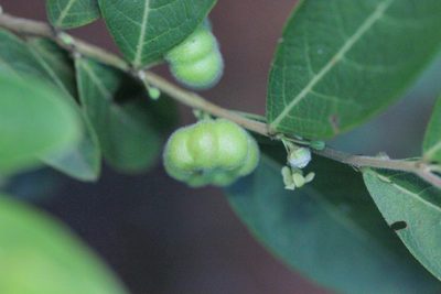 Glochidion puberum, photographed by Agnes Trekker