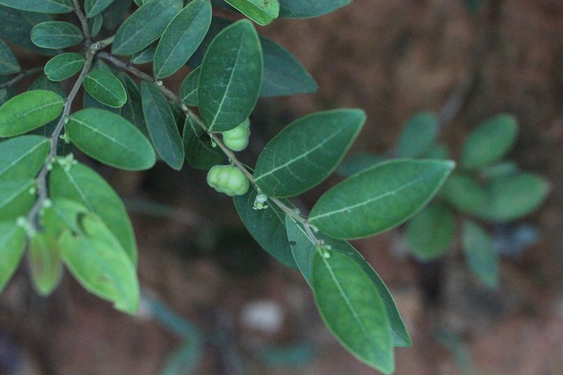 Glochidion puberum, photographed by Agnes Trekker