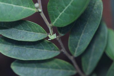 Glochidion puberum, photographed by Agnes Trekker