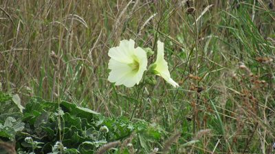 Alcea rugosa, photographed by Светлана Царахова