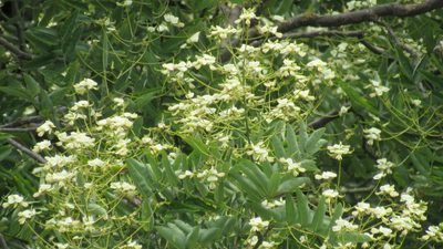 Styphnolobium japonicum, photographed by Светлана Царахова