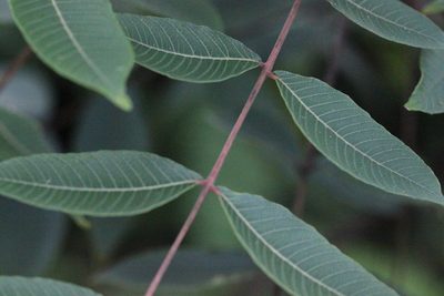 Rhus hypoleuca, photographed by Agnes Trekker