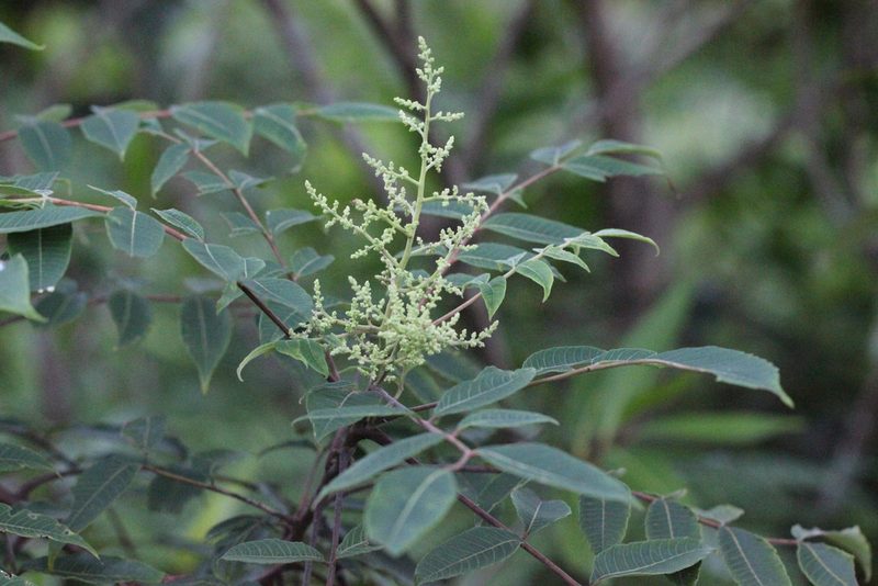 Rhus hypoleuca, photographed by Agnes Trekker