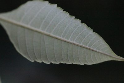 Rhus hypoleuca, photographed by Agnes Trekker
