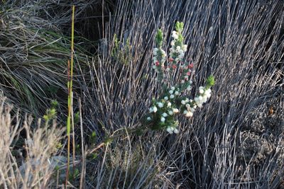 Erica grisbrookii, photographed by Tony Rebelo