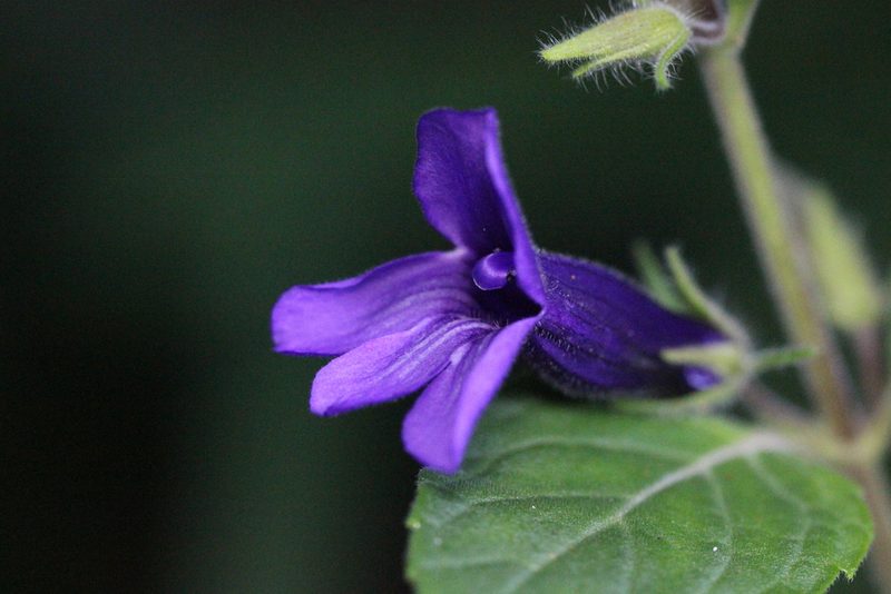 Adenosma glutinosa, photographed by Agnes Trekker