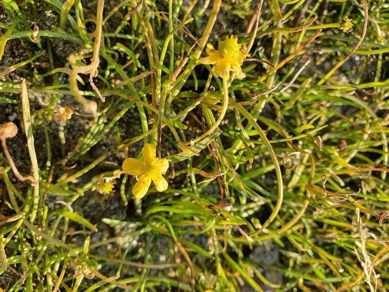 Ranunculus reptans, photographed by Michael D. Pirie