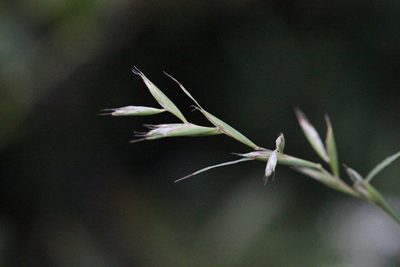 Apluda mutica, photographed by Agnes Trekker