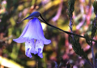 Gladiolus bullatus, photographed by Tony Rebelo