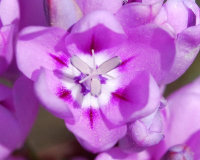 Ixia metelerkampiae, photographed by Charles Stirton
