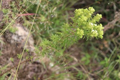 Stevia serrata, photographed by José Belem Hernández Díaz