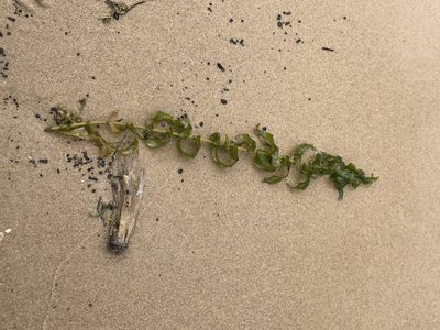 Potamogeton richardsonii, photographed by Andrew Sebastian