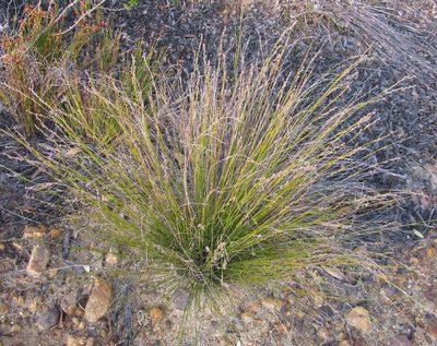 Tetraria fimbriolata, photographed by douglaseustonbrown
