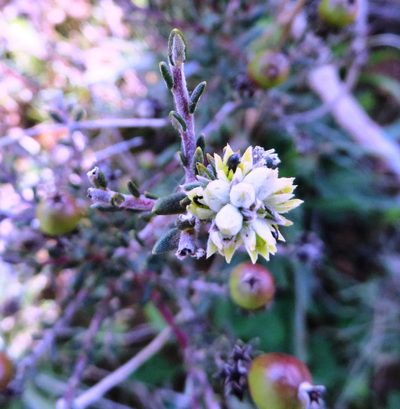 Phylica strigulosa, photographed by linkie
