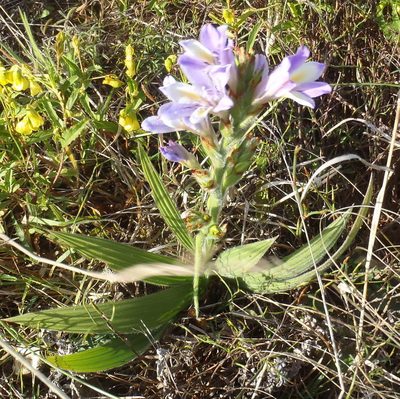 Babiana fourcadei, photographed by Nicola van Berkel