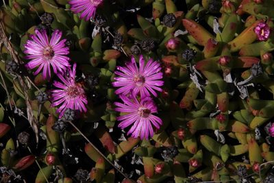 Ruschia lineolata, photographed by Tony Rebelo
