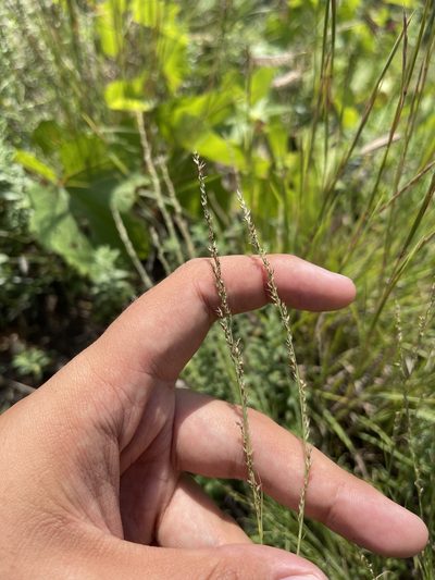 Muhlenbergia cuspidata, photographed by Brandon Corder