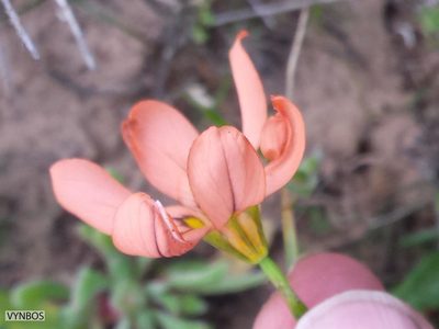 Moraea vallisbelli, photographed by Chris Vynbos