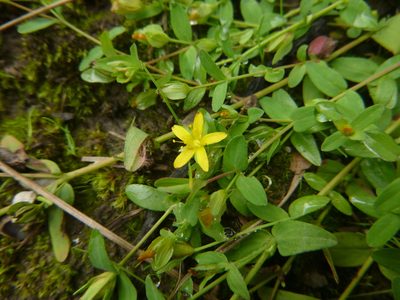 Hypericum humifusum, photographed by Gabriel Mayrhofer