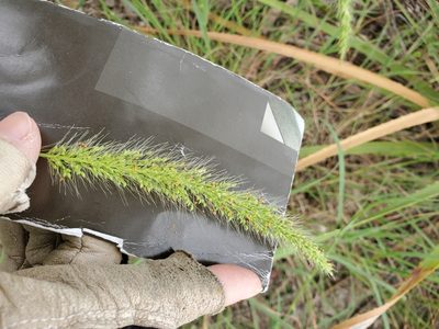 Setaria scheelei, photographed by Jo Roberts