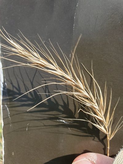 Elymus interruptus, photographed by Jo Roberts