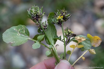 Barbarea orthoceras, photographed by Tim Messick