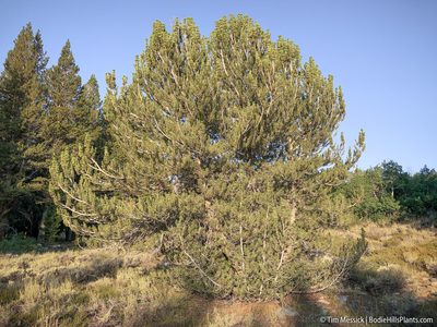 Pinus albicaulis, photographed by Tim Messick