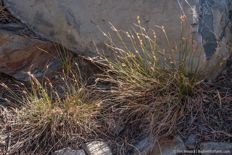 Juncus parryi, photographed by Tim Messick