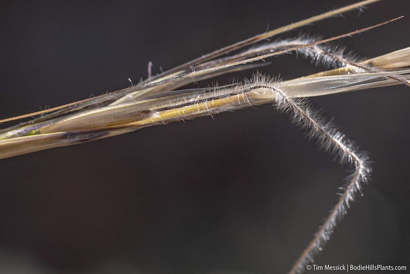 Eriocoma occidentalis, photographed by Tim Messick