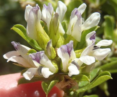 Psoralea prodiens, photographed by Nicola van Berkel