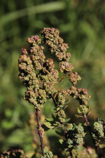 Chenopodium mucronatum, photographed by Tony Rebelo