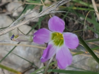 Oxalis drummondii, photographed by Jo Roberts