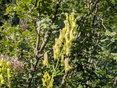Aconitum lycoctonum, photographed by Attila Oláh