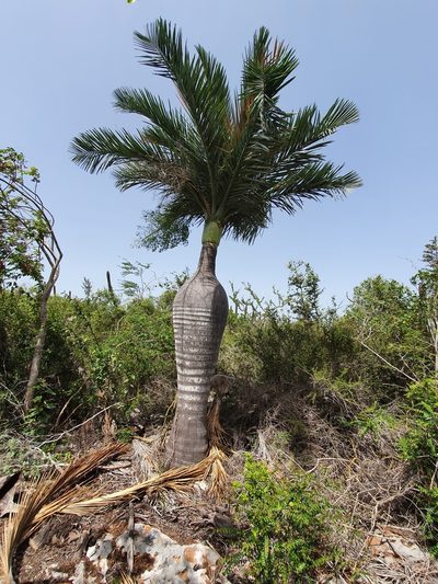 Pseudophoenix ekmanii, photographed by Yolanda M. Leon