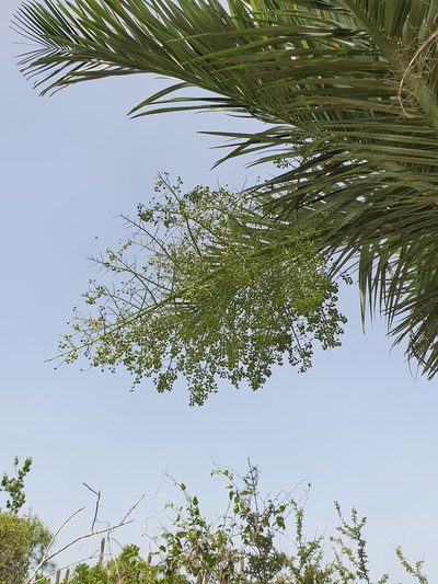 Pseudophoenix ekmanii, photographed by Yolanda M. Leon