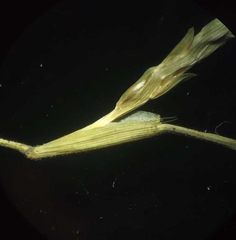 Oropetium villosulum, photographed by S.MORE