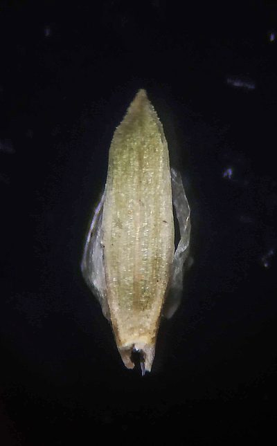 Oropetium villosulum, photographed by S.MORE