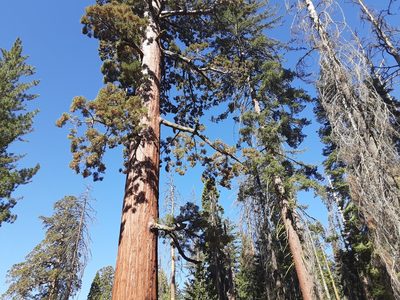 Sequoiadendron giganteum, photographed by Jeff Lahr