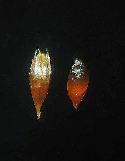 Oropetium villosulum, photographed by S.MORE