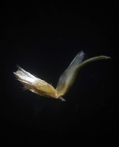 Oropetium villosulum, photographed by S.MORE