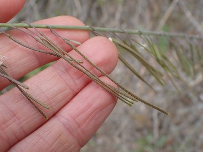 Boechera polyantha, photographed by Ellyne Geurts