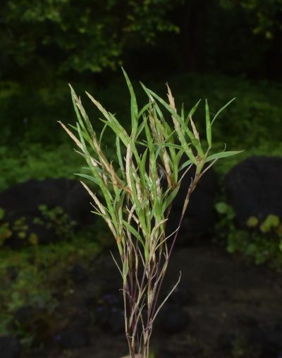 Oropetium villosulum, photographed by S.MORE
